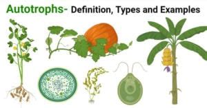 Autotrophs- Definition, Types and 4 Examples - Microbe Notes