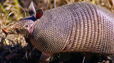 8 Facts You May Not Know About The Armadillo Shell – North American Nature