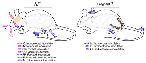 Pathogens | Free Full-Text | Mice as an Animal Model for Japanese ...