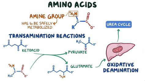 Amino acid metabolism - Osmosis