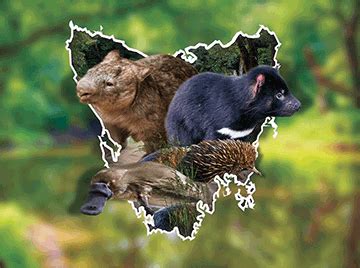 Tassie Wildlife Country - The 3D Factory