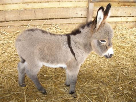 Miniature Mule wallpapers HD | Animals, Pet donkey, Cute animals