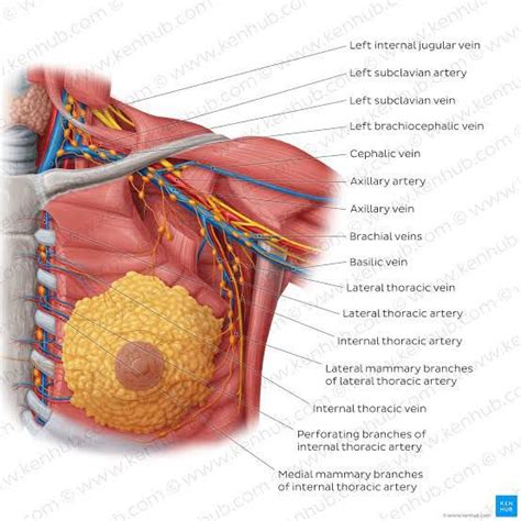 Blood supply of breast - MEDizzy