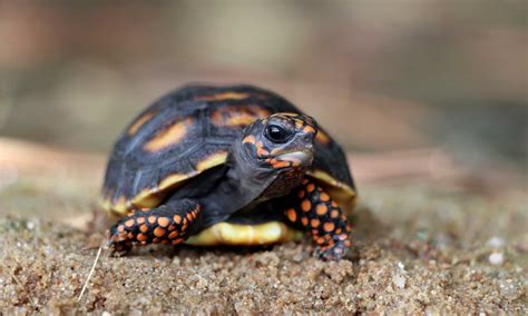 Red-Footed Tortoise Pictures - AZ Animals