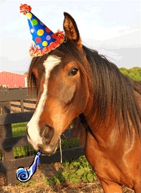 birthday horse Blank Template - Imgflip