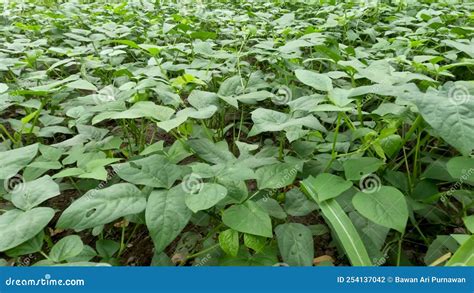 Long Bean Plant with Fresh Green Leaves Stock Footage - Video of ...