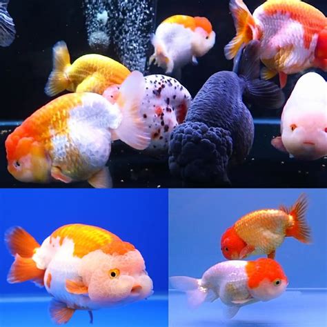 Goldfish - Assorted Ranchu (Carassius auratus) 5cm - Aquarium Central