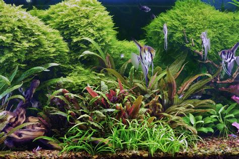 Challenges of keeping live plants in the aquarium