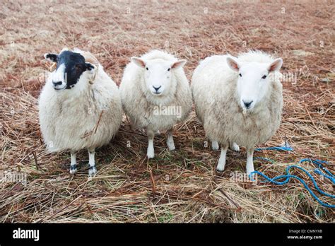 Three sheep at Portnalong, Isle of Skye, Scotland, UK Stock Photo - Alamy