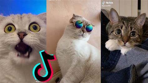 TIkTok funny cat compilation 😹😸😹 - YouTube