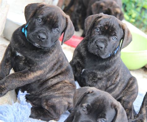 2 boerboels ultra brindle brothers | Cani