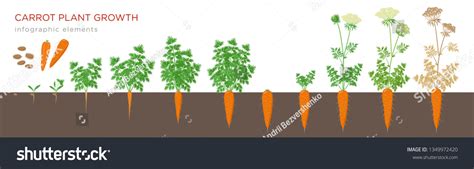 Carrot Plant Growth Stages Infographic Elements Stock Vector (Royalty Free) 1349972420 ...