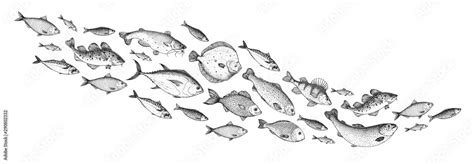 Fish sketch collection. Hand drawn vector illustration. School of fish vector illustration. Food ...