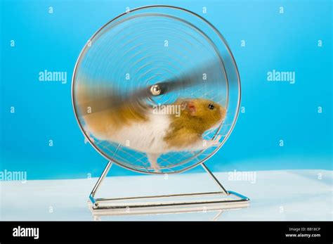 16 Elegant Funny Hamster Wheel - FUNNY ANIMALS PICTURE