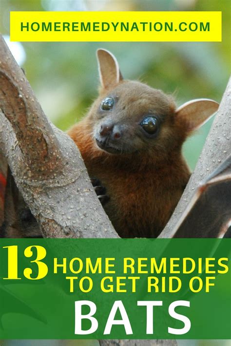 13 Evidence Based Home Remedies To Get Rid Of Bats | Home remedies, Getting rid of bats, Remedies