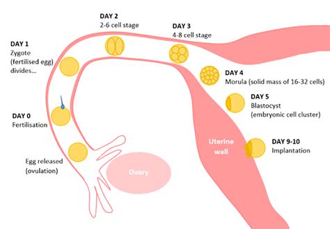 Fertility in females | Monash Health Fertility