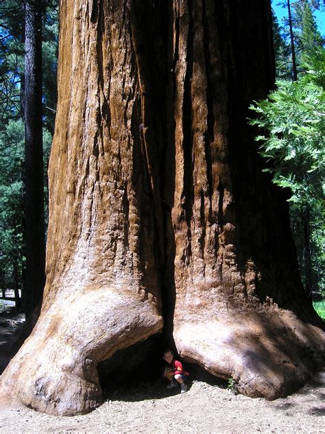 Giant Sequoia National Monument | Natural Atlas