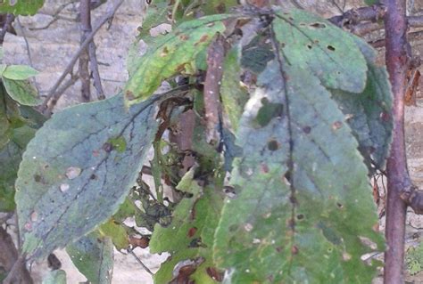 Sweet Bay Leaf Spots: Care Of Bay Tree Leaf Problems - Dummer. ゛☀ - Garden Manage - GFinger is ...