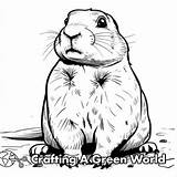 Prairie Dog Coloring Pages  Free & Printable sketch template