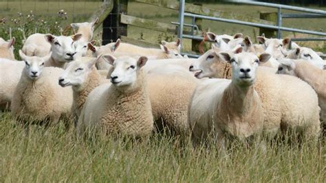 Cost overhaul helps Northumberland brothers towards sheep profits ...