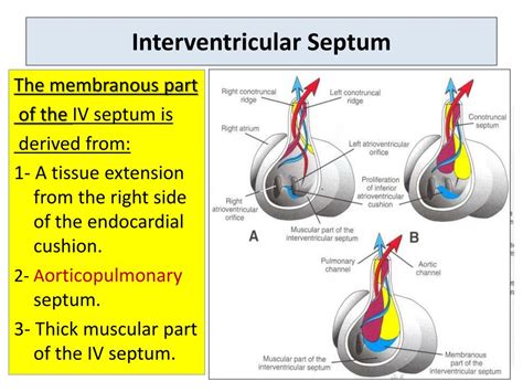 PPT - HEART DEVELOPMENT PowerPoint Presentation, free download - ID:1940047