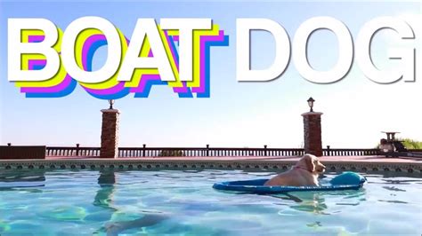 FUNNY BOAT DOG MEME COMP! - YouTube