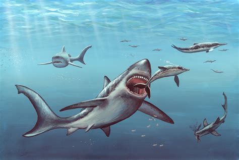 11 Facts About Megalodon, the Giant Prehistoric Shark