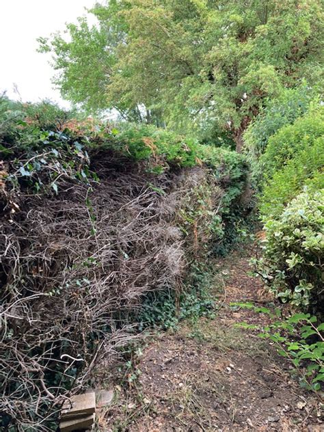 Leylandii removal and new hedge — BBC Gardeners' World Magazine