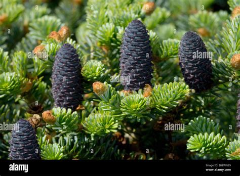 Abies koreana "Bonsai Blue" Abies koreana, Cones, Korean Fir Stock Photo - Alamy