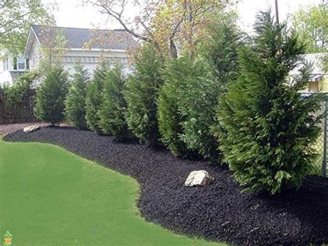 Leyland Cypress Tree Fast growing evergreen with fine feathery soft-green foli | Fence ...