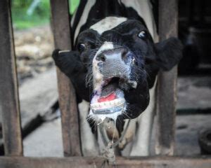 Foot and Mouth Disease (FMD) - The Livestock Project