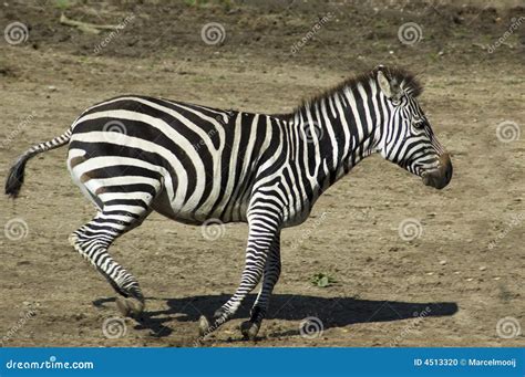 Running Zebra Stock Photo - Image: 4513320