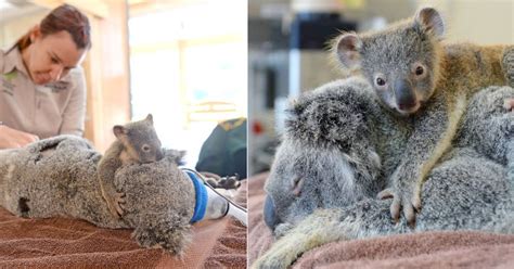 Tiny baby koala hugs and refuses to leave mum during her life-saving ...