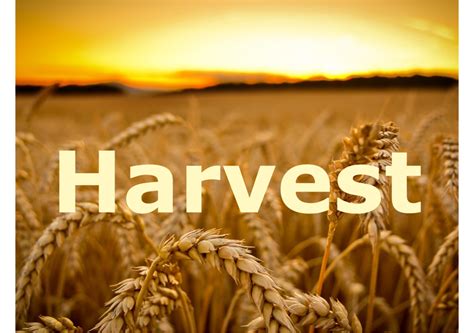 HARVEST 2018 CALLING ALL SCHOOLS/CHURCHES/OTHER ORGANISATIONS - Black ...