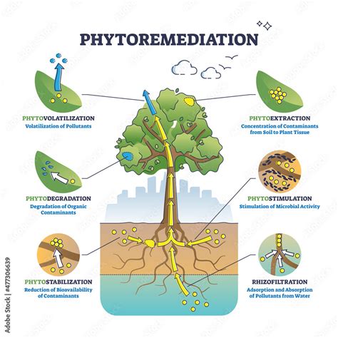 Bioremediation Diagram