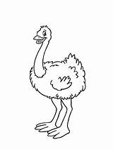 Ostrich Eggs Coloring Page sketch template