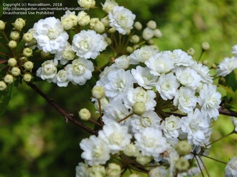 PlantFiles Pictures: Spiraea, Bridal Wreath Spiraea, Double-Flowered Bridalwreath Spiraea 'Plena ...