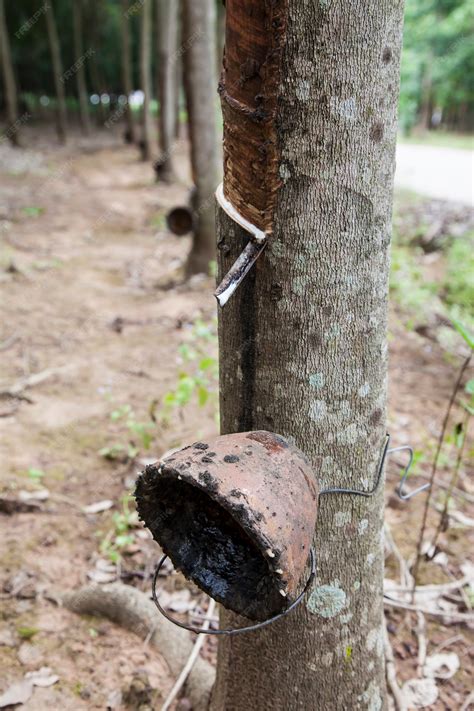 Premium Photo | Tapping sap from the rubber tree in thailand.