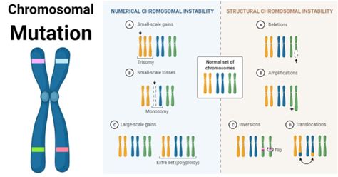 Chromosomal Mutation: Causes, Mechanism, Types, Examples