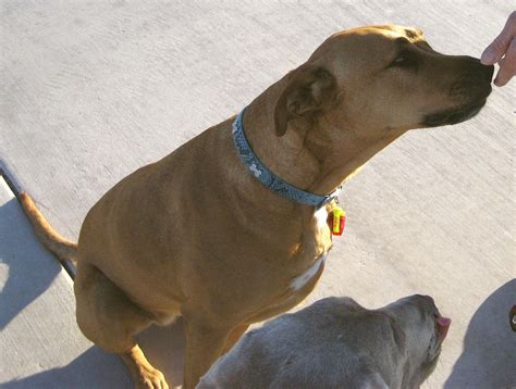 Pit bull/Rhodesian Ridgeback mix | AdrianneIsabel | Flickr