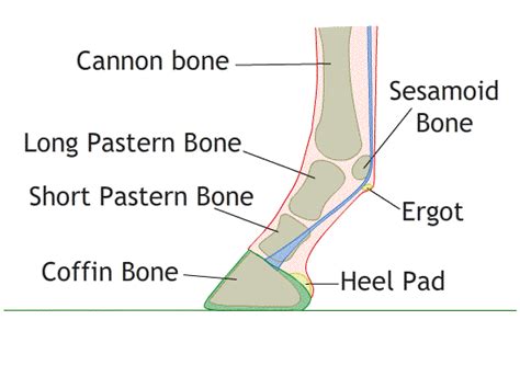 Pastern Joints Of Horses - Problems, Diagnosis & Treatments