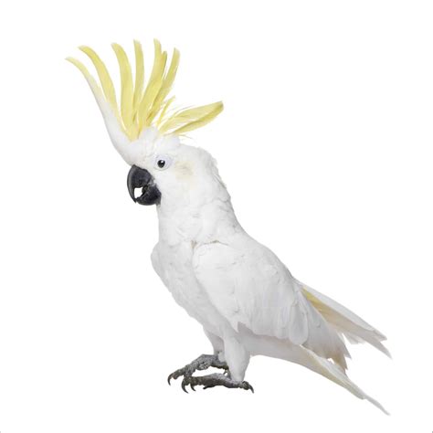 Cockatoo Bird Facts | AZ Animals