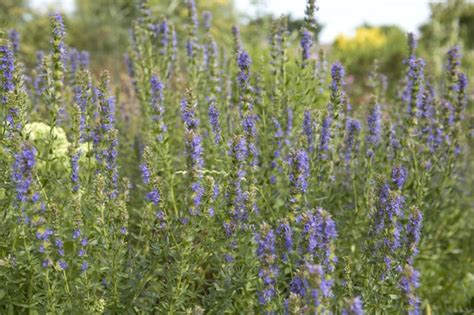 Hyssop: Plant Information and Grow Guide - BBC Gardeners World Magazine