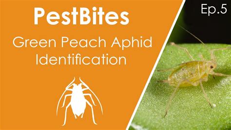 Green peach aphid identification || PestBites by Cesar - YouTube