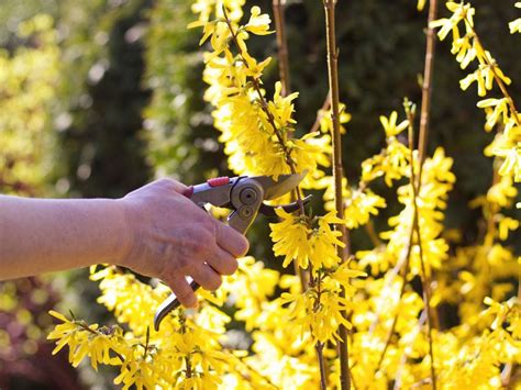 Forsythia Pruning: How To Trim Forsythias And When To Prune Forsythia