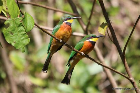 Pin op Avian | Zangvogel, Vogels, Zwaluwen