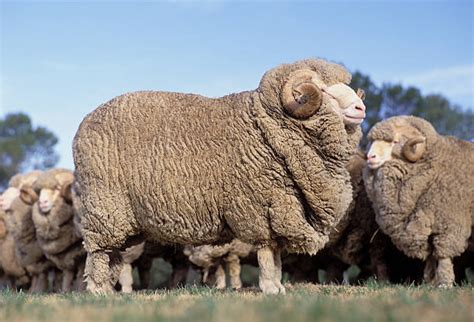 Merino Sheep Australia Stock Photos, Pictures & Royalty-Free Images ...