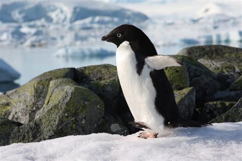 Meet the penguins of Antarctica | MiNDFOOD