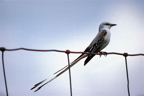 SCISSOR-TAILED FLYCATCHER: the Texas Bird of Paradise | Lee's ...