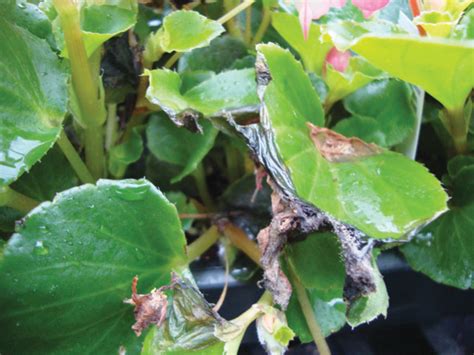 Helping begonias blossom - Greenhouse Management